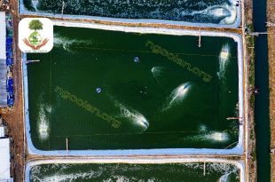 Xử lý nước thải ao nuôi cá