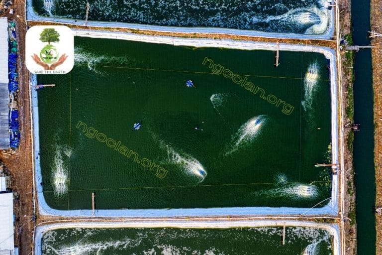 Xử lý nước thải ao nuôi cá